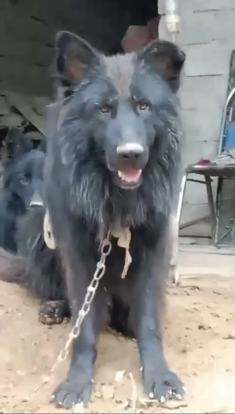 Black german shepherd puppy triple coated massive size — photo 8