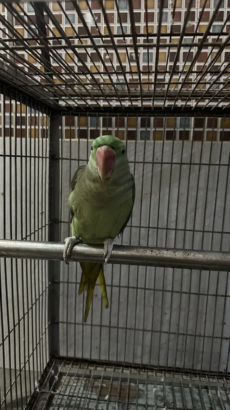 hand tamed and taiking  with cage — photo 2