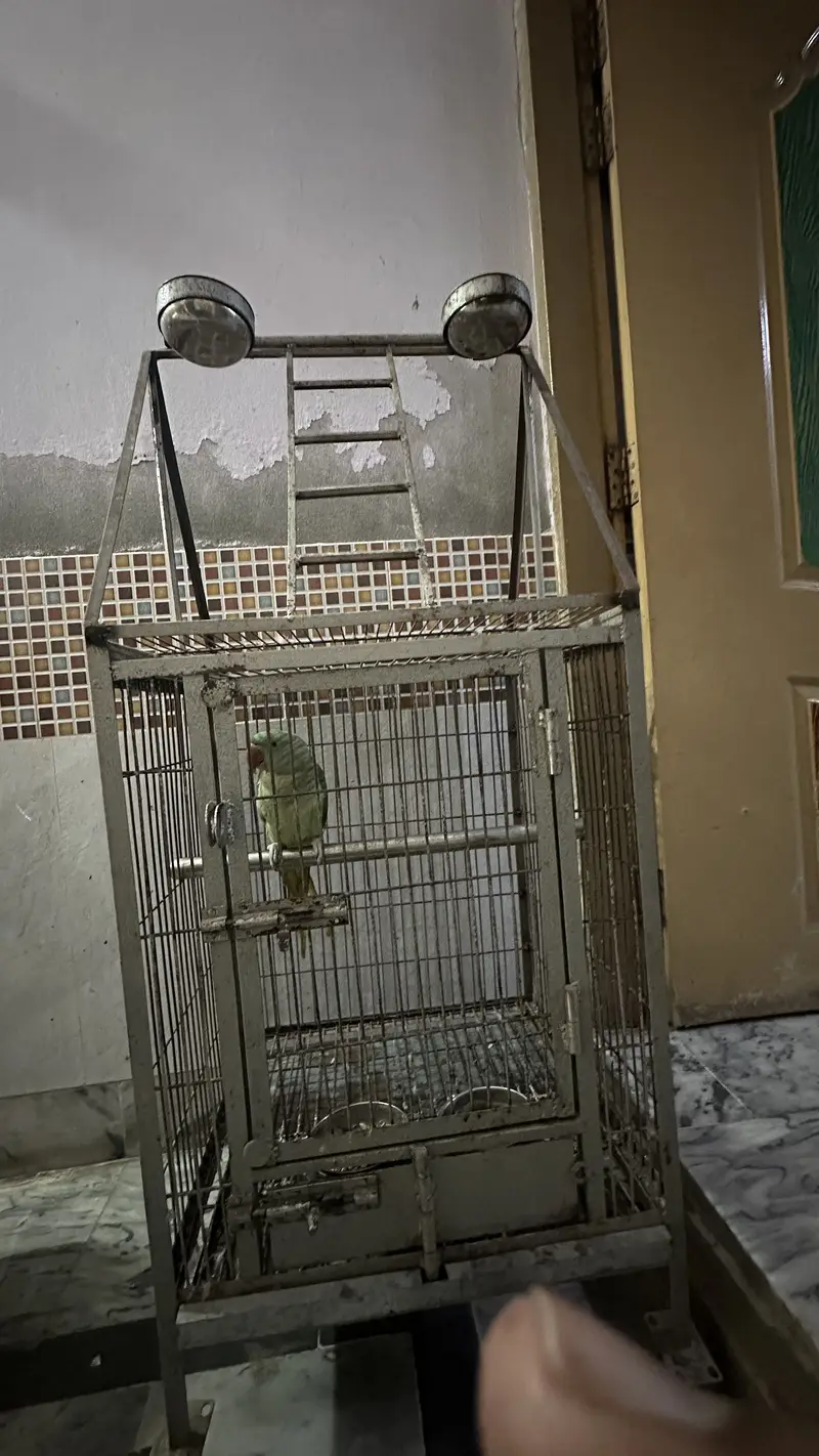hand tamed and taiking  with cage — photo 3