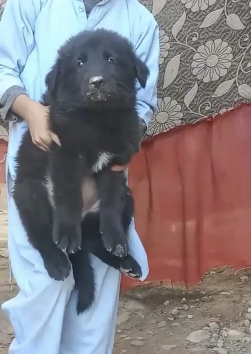 Black german shepherd puppy triple coated massive size — photo 9
