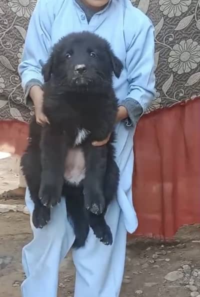 Black german shepherd puppy triple coated massive size