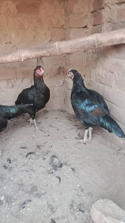 health and active breeder female