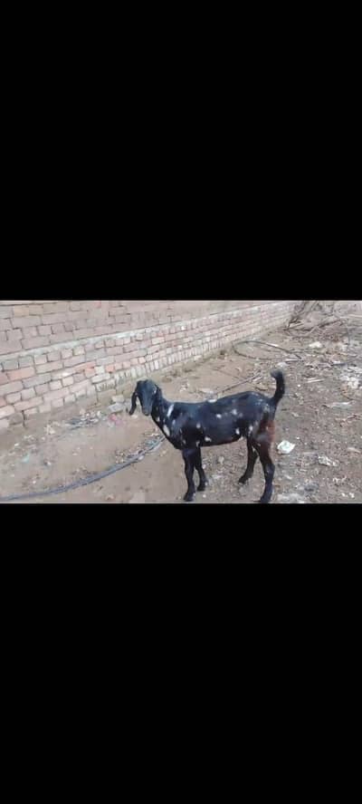 bakri for sale