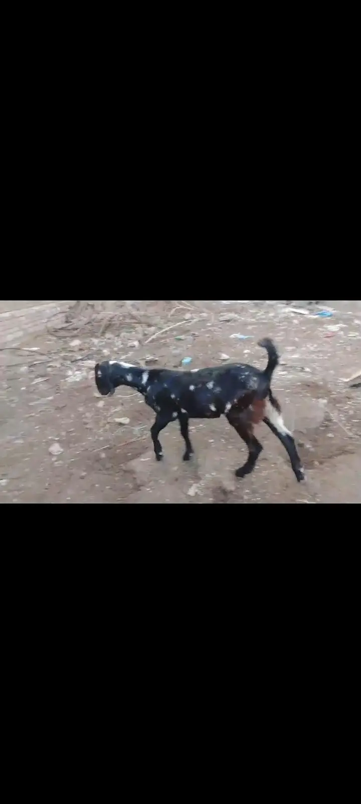 bakri for sale — photo 2