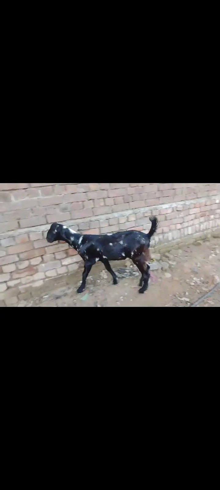 bakri for sale — photo 3
