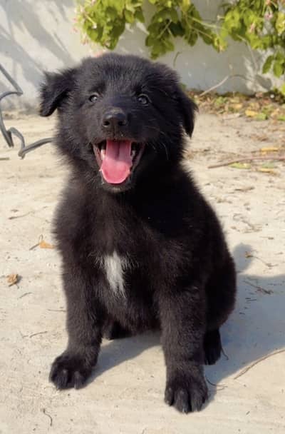 Black german shepherd puppy triple coated massive size