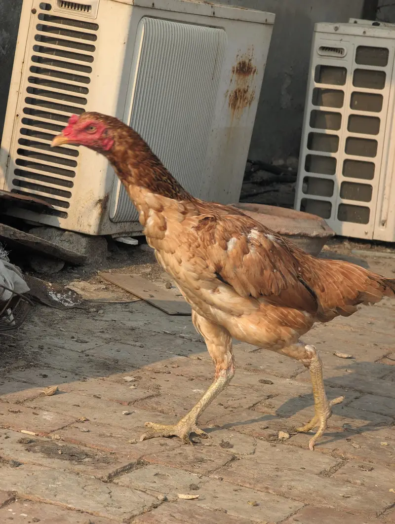 Aseel Hera Eggs — photo 4