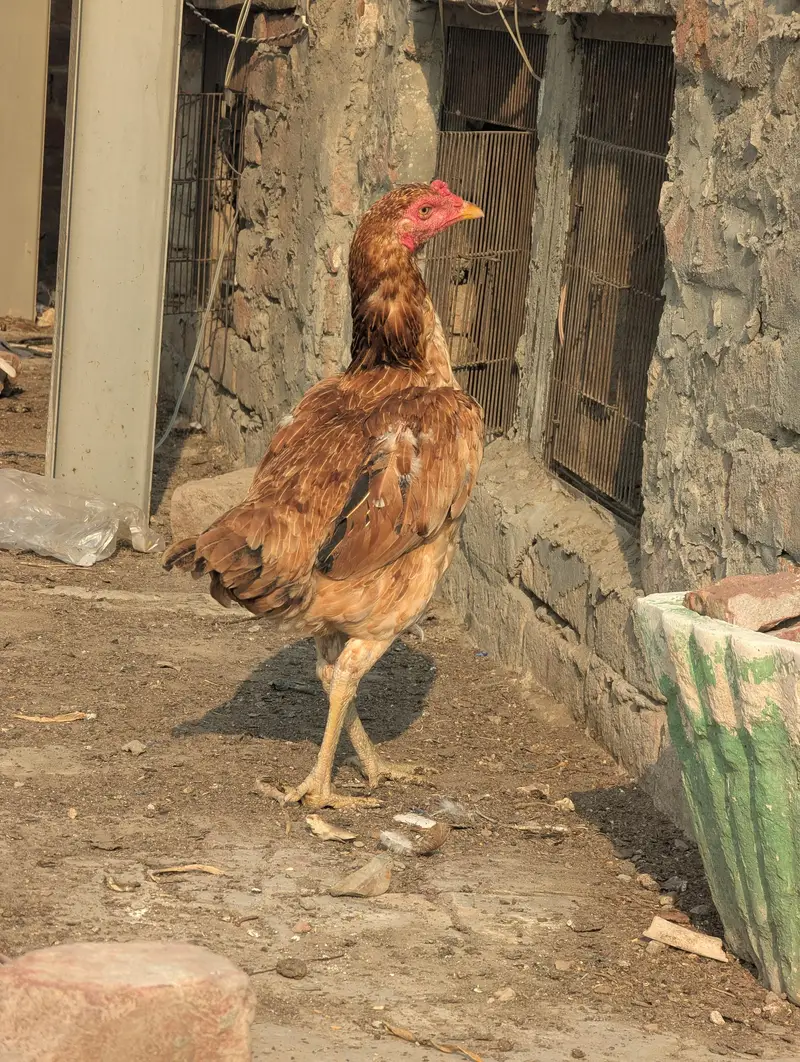 Aseel Hera Eggs — photo 5