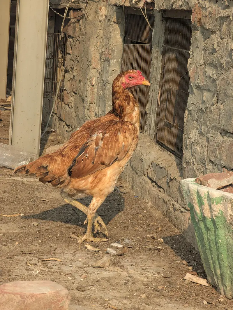 Aseel Hera Eggs — photo 6