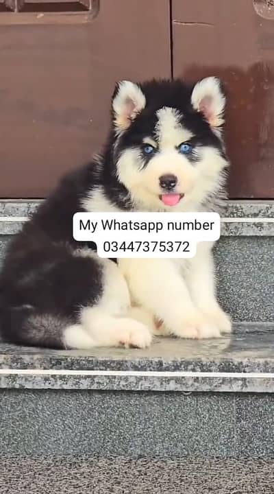 Siberian husky fore sale