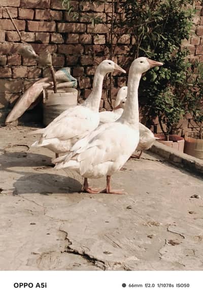 long neck ducks