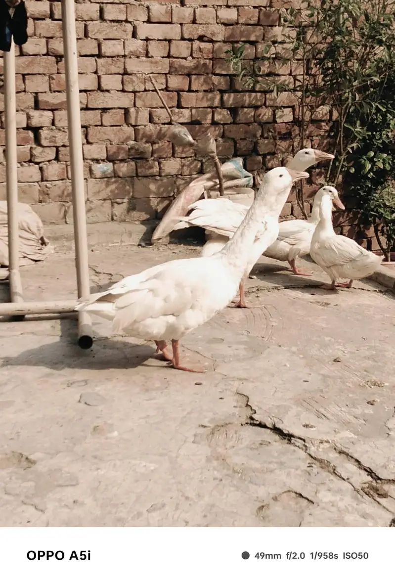 long neck ducks — photo 2
