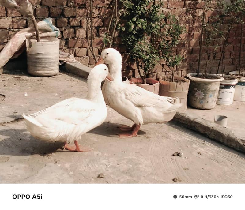 white ducks 1
