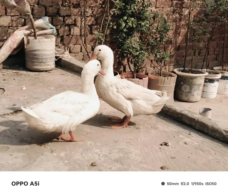 long neck ducks — photo 3