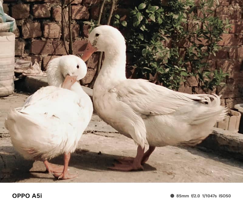 white ducks 0