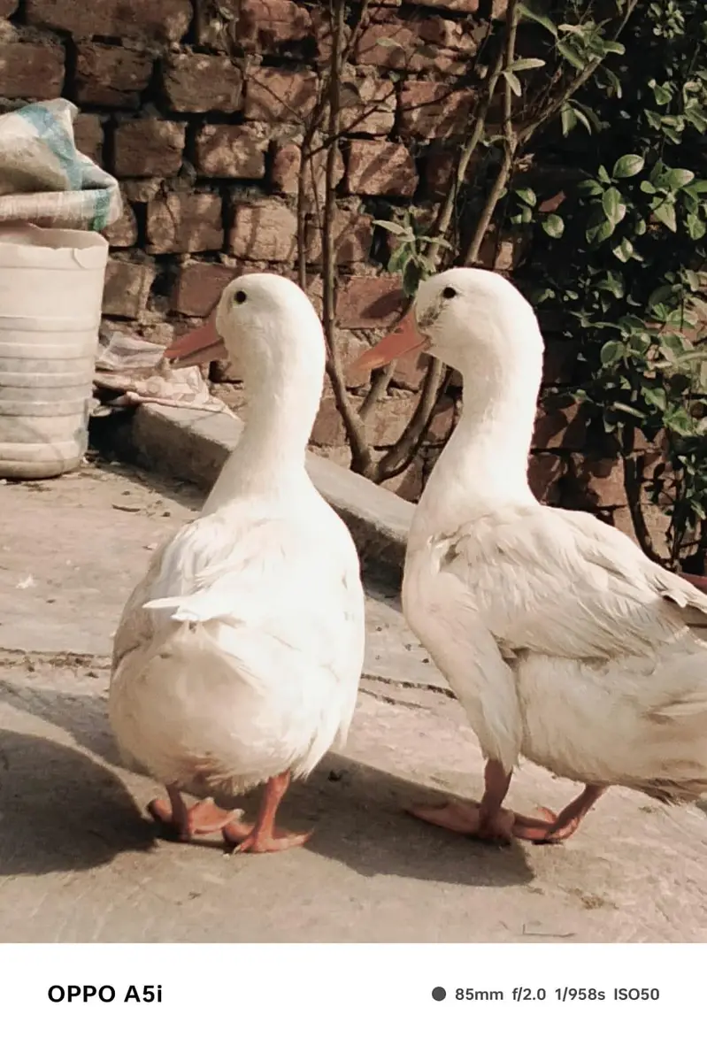 long neck ducks — photo 5