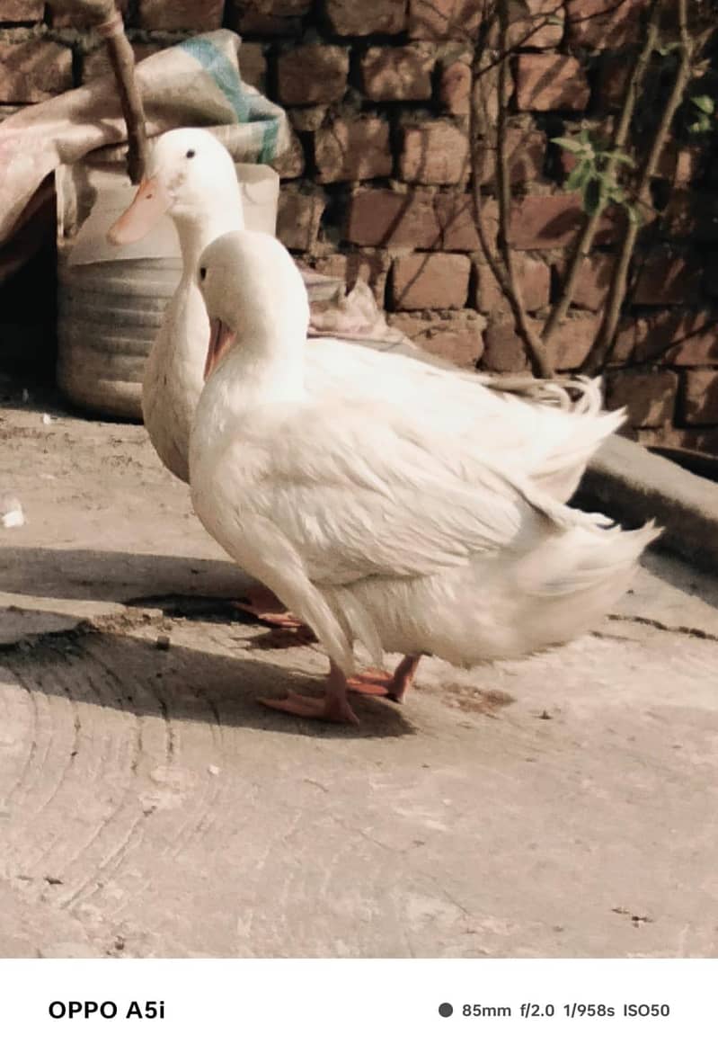 white ducks 3