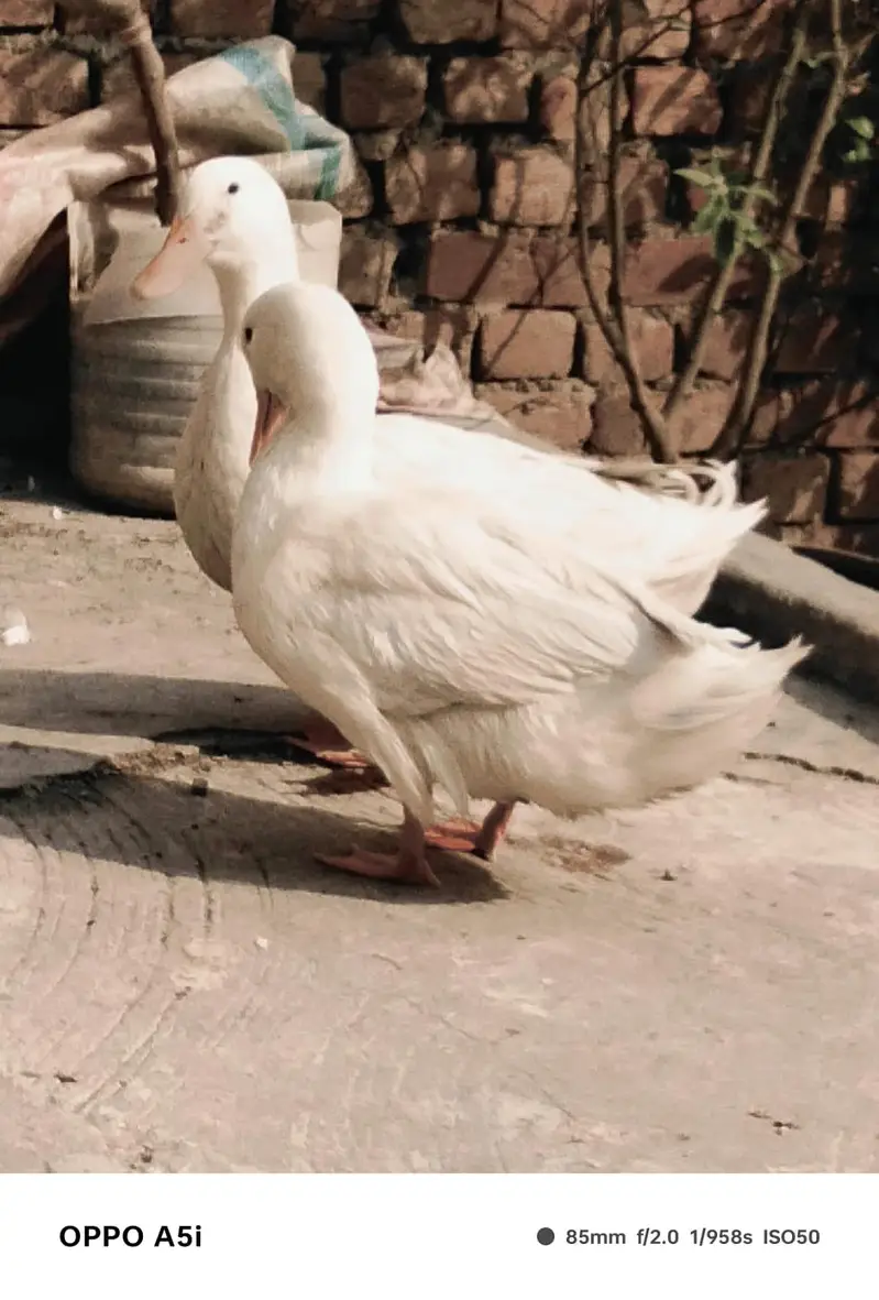 long neck ducks — photo 6