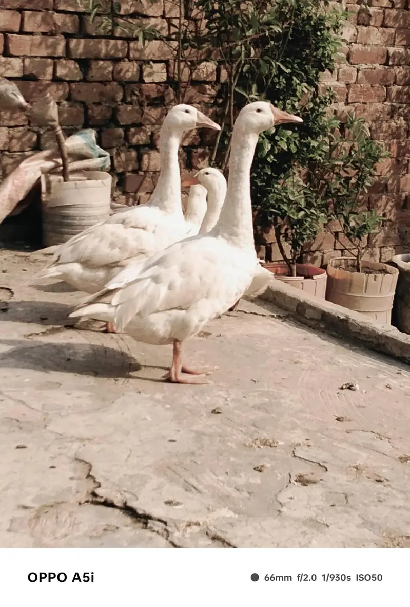 long neck ducks — photo 7