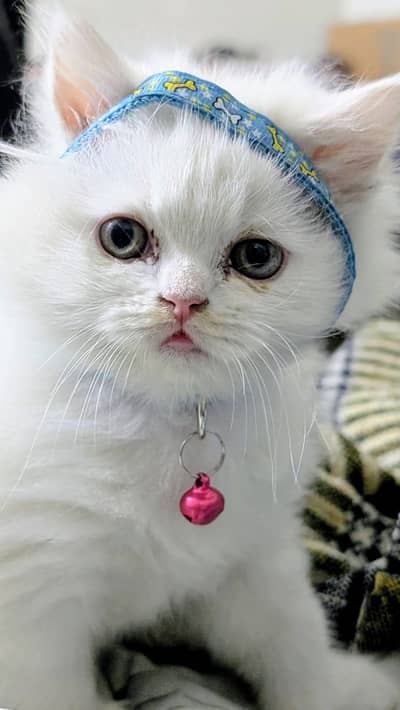 Persian punch face white female kitten