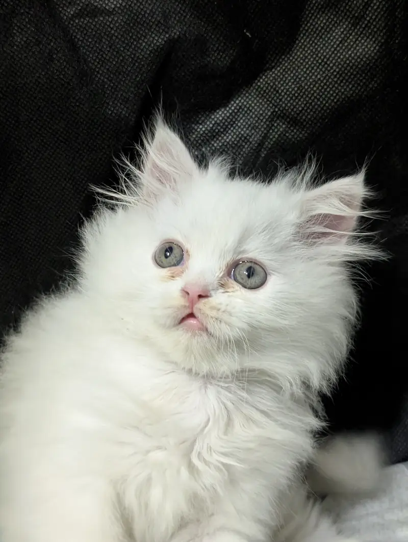 Persian punch face white female kitten — photo 2