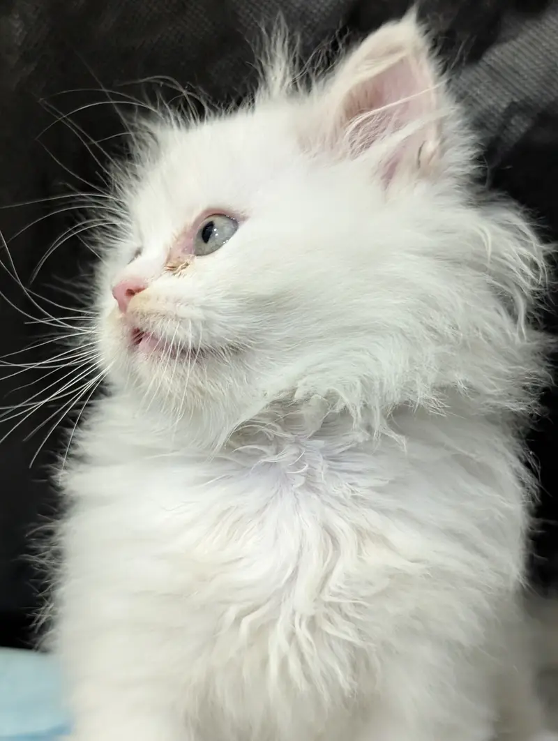 Persian punch face white female kitten — photo 3