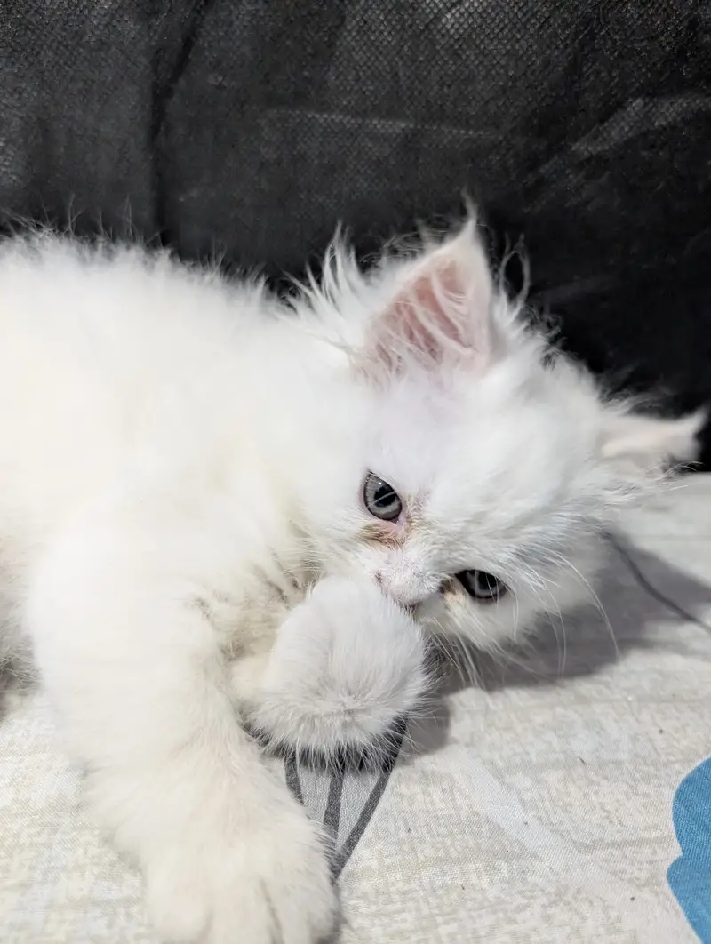 Persian punch face white female kitten — photo 4