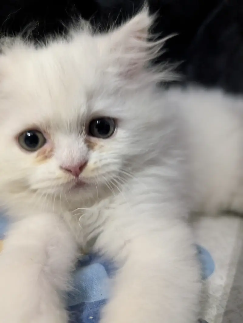 Persian punch face white female kitten — photo 5