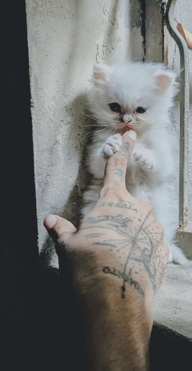 Persian punch face white female kitten — photo 6
