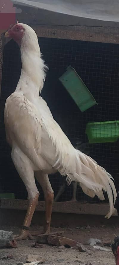 White Shamo