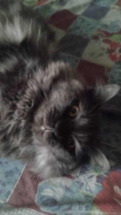 I am selling my cat