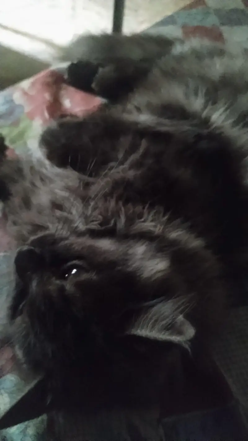 I am selling my cat — photo 2