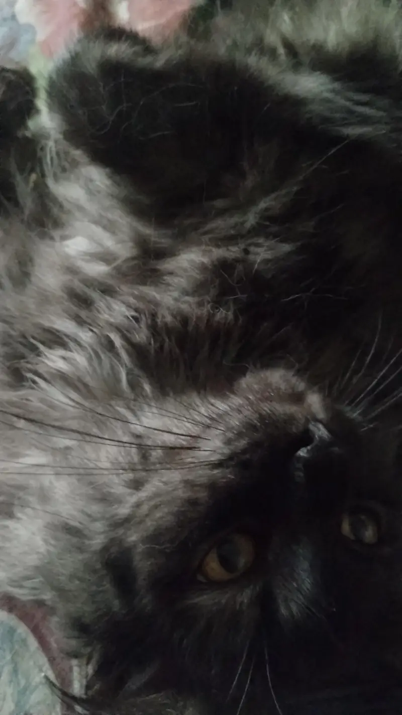I am selling my cat — photo 3