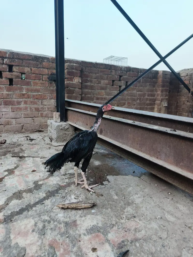Aseel pathy — photo 2