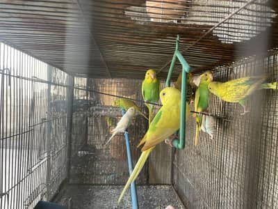 budgie pathay in good health