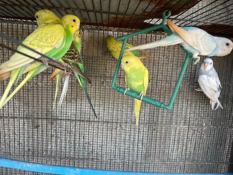 budgie pathay in good health — photo 2
