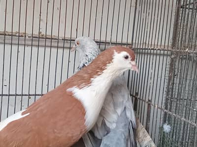 sherazi and laka pigeon available 03361869866
