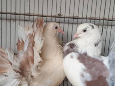 laka pigeon pair available 03361869866