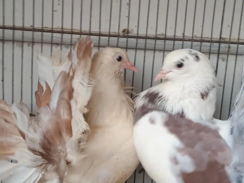 sherazi and laka pigeon available 03361869866 — photo 2