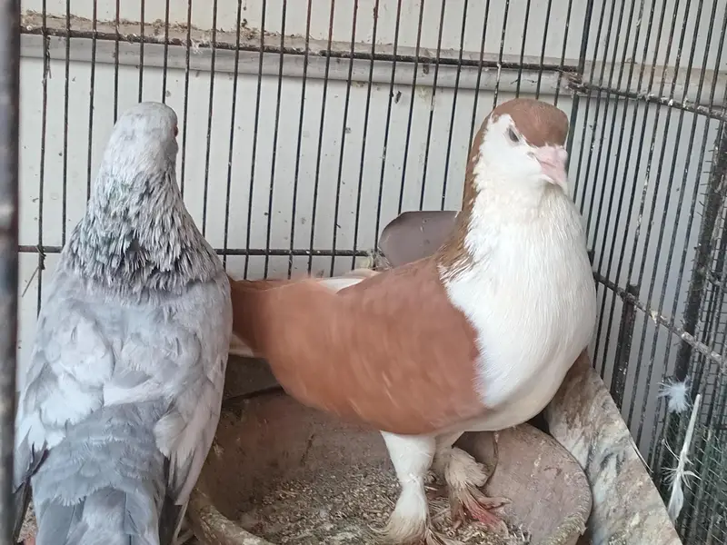 sherazi and laka pigeon available 03361869866 — photo 3