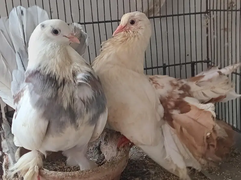 sherazi and laka pigeon available 03361869866 — photo 4