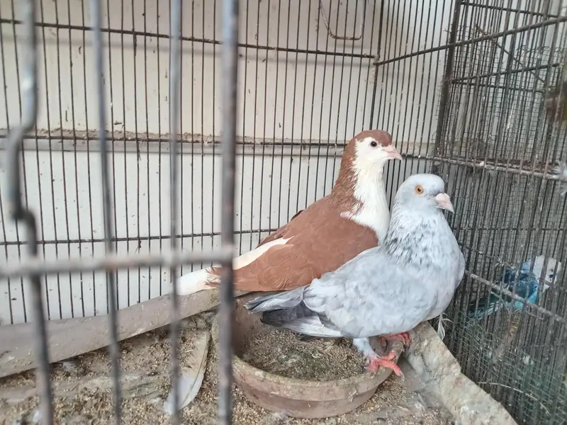sherazi and laka pigeon available 03361869866 — photo 5