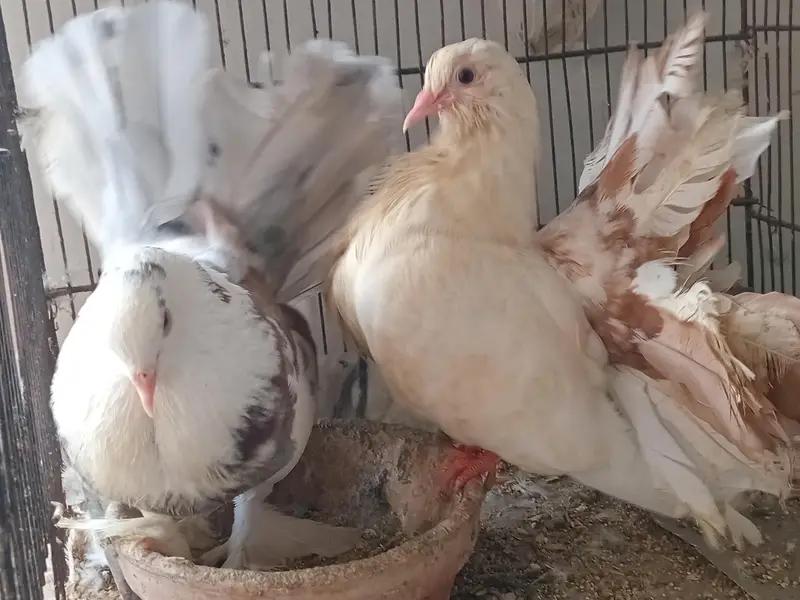 sherazi and laka pigeon available 03361869866 — photo 6