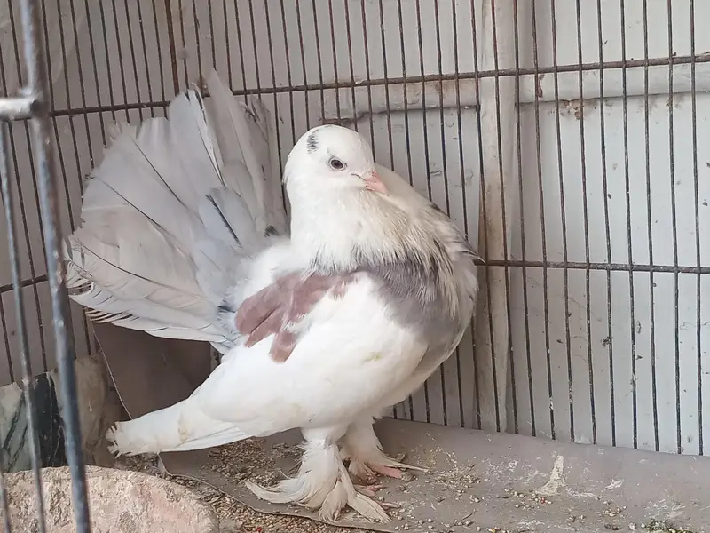 sherazi and laka pigeon available 03361869866 — photo 7