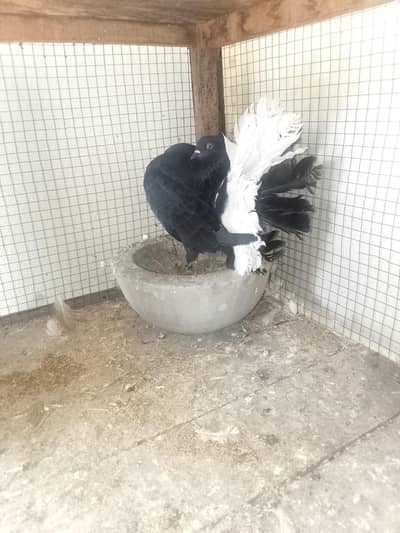 modern English faintail bredar male Whatsapp nmbr 03095227759