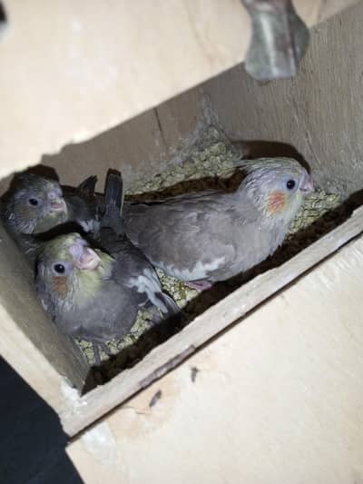 Cocktail Gray babys
