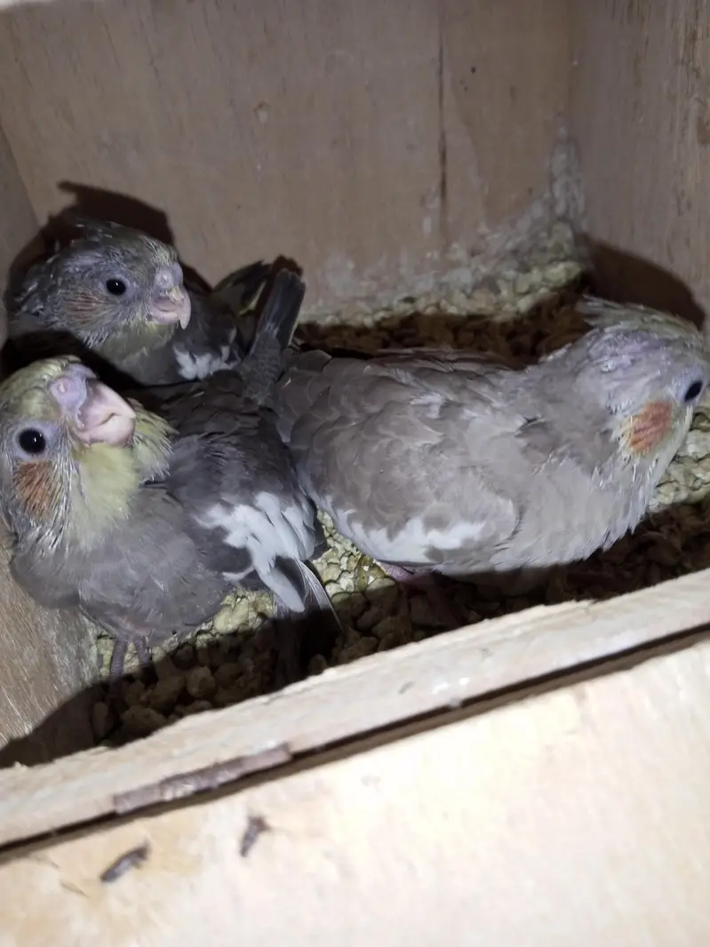 Cocktail Gray babys — photo 2