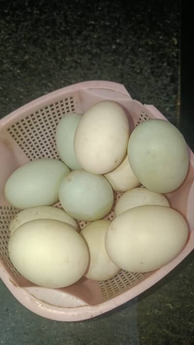 Pure dasi  fertil eggs