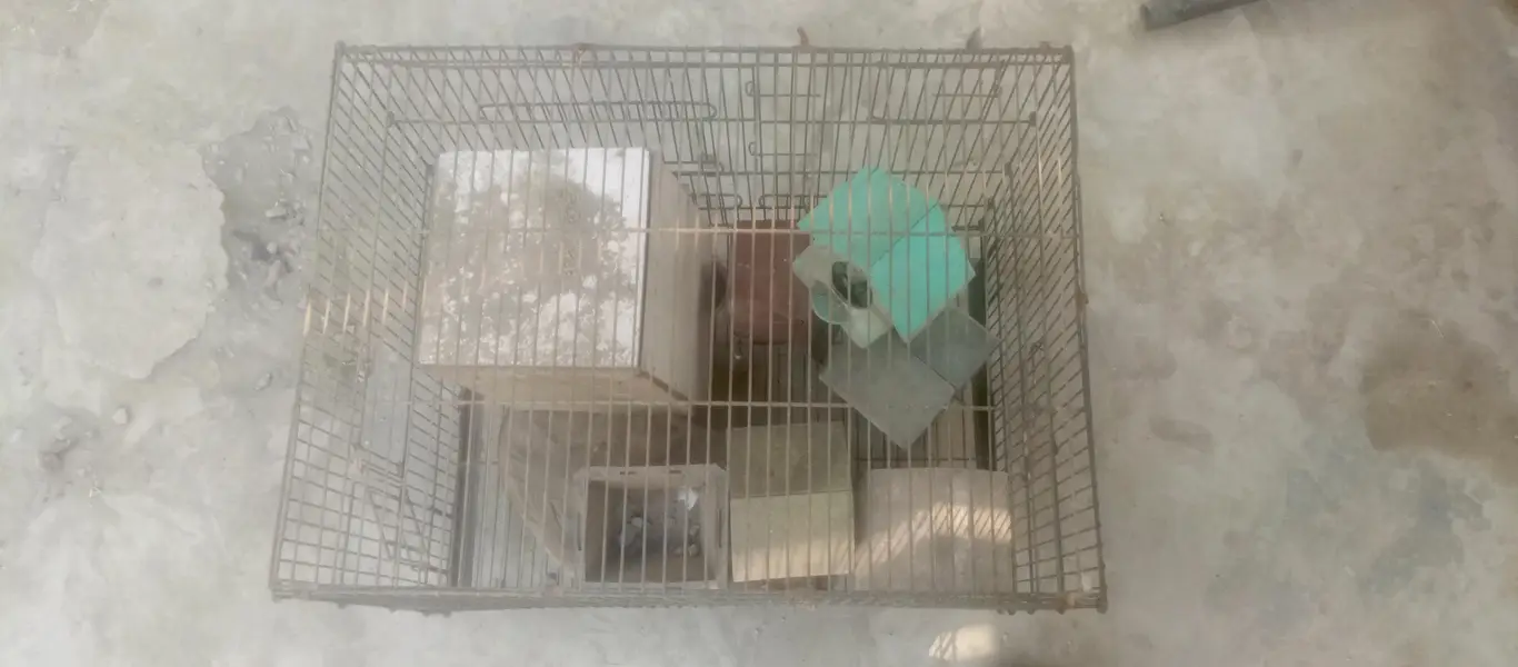 birds cage — photo 3
