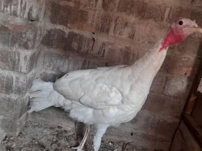 1 Turkey female for sale